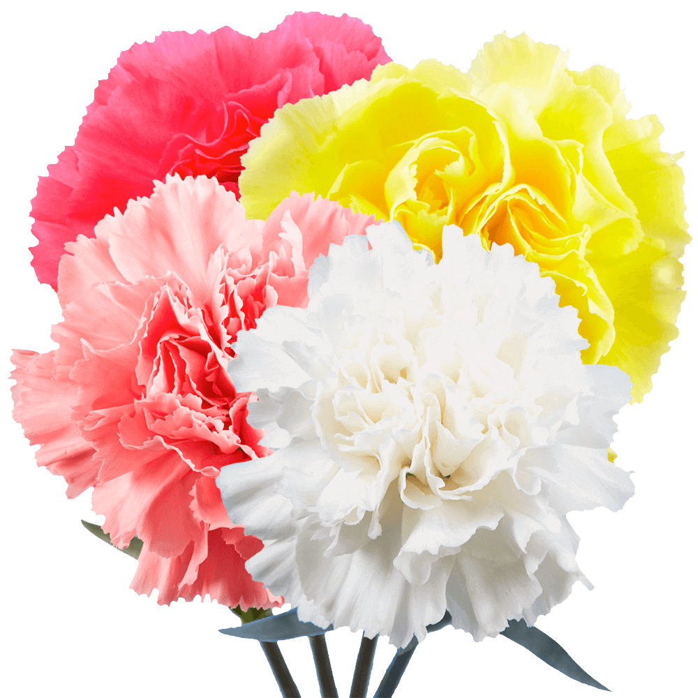 Assorted Color Carnations – Fresh Flower Bouquets