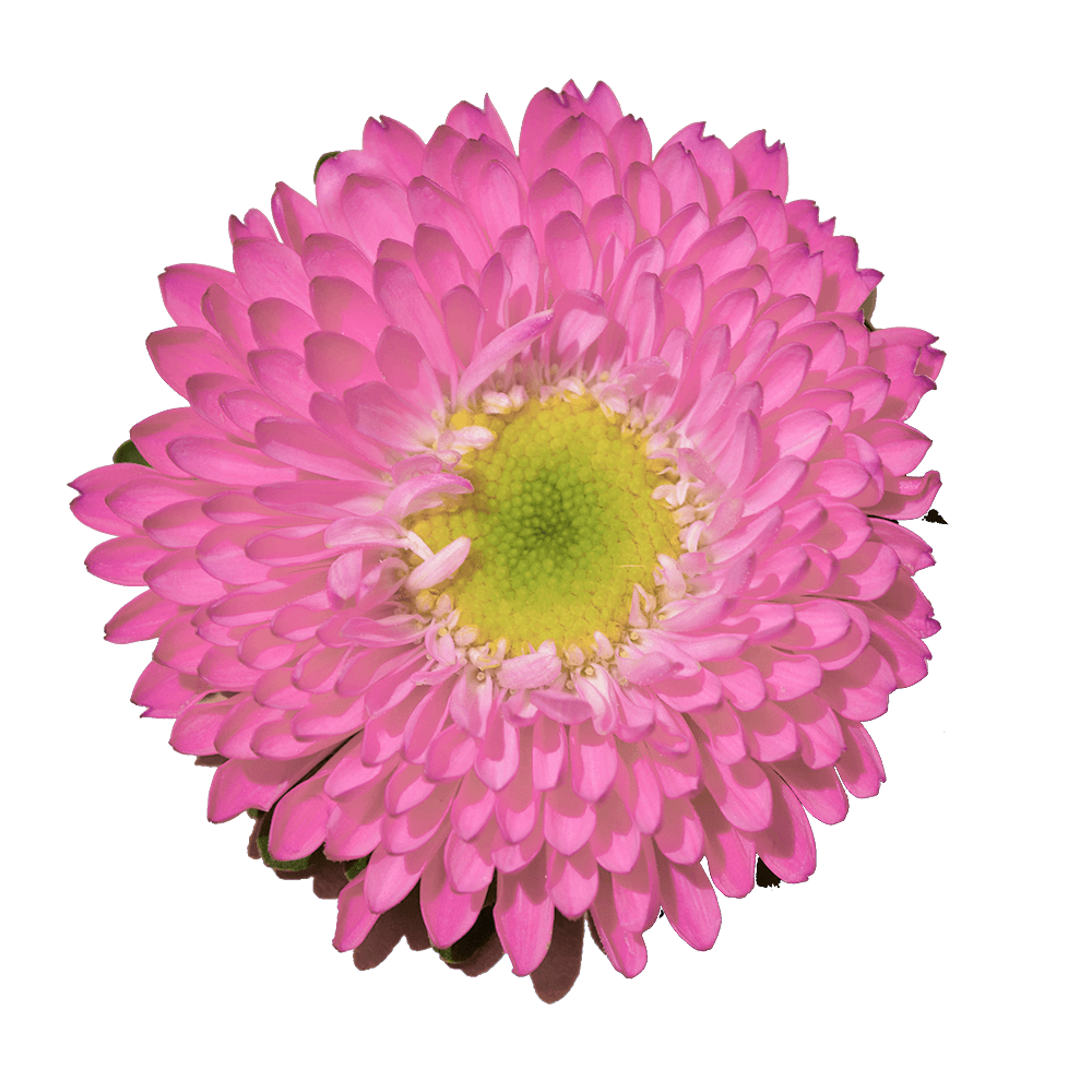 Pink Aster Matsumoto Flowers Fresh Cut Wholesale Daisy Blooms Bulk Stems