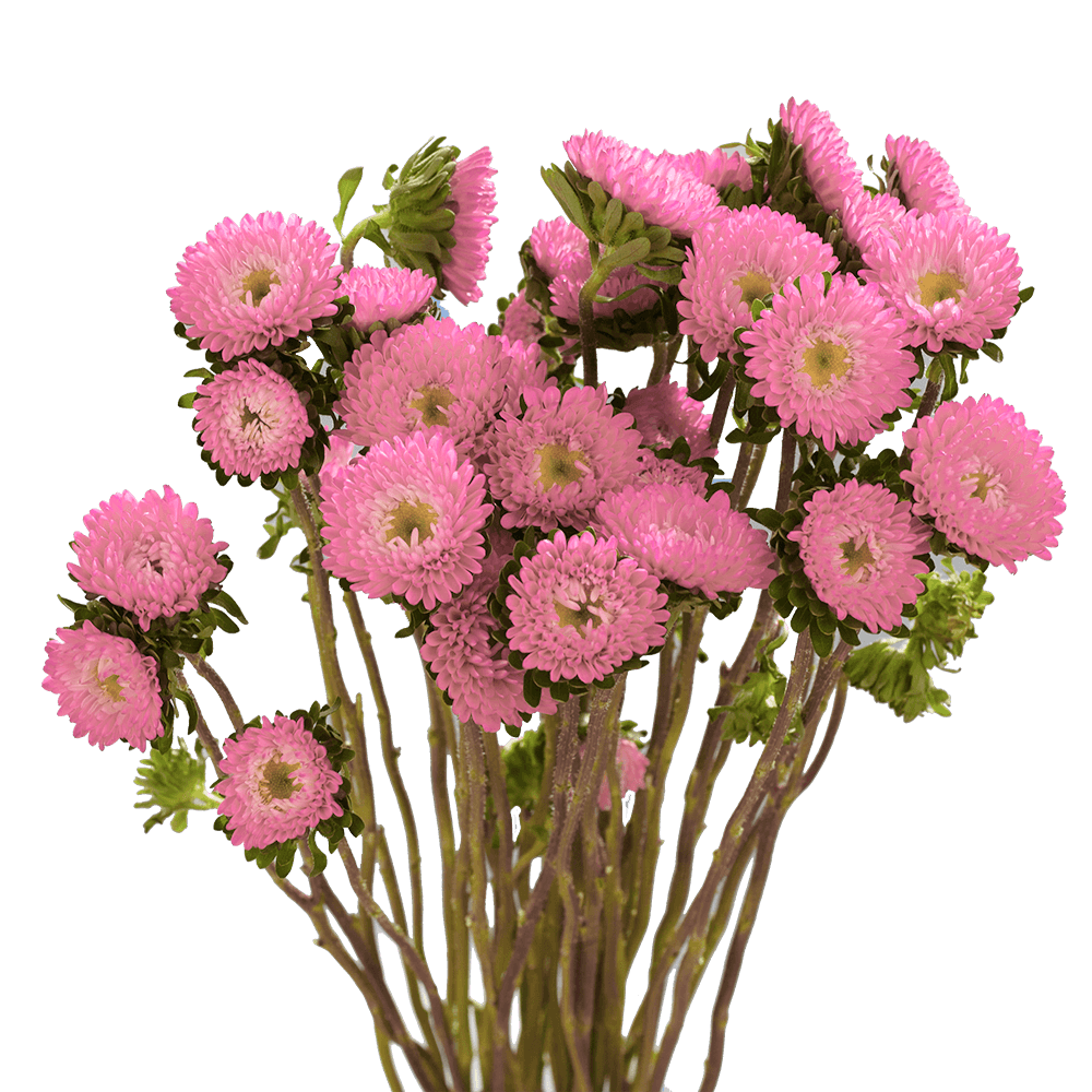 Pink Aster Matsumoto Flowers Fresh Cut Wholesale Daisy Blooms Bulk 100 Stems