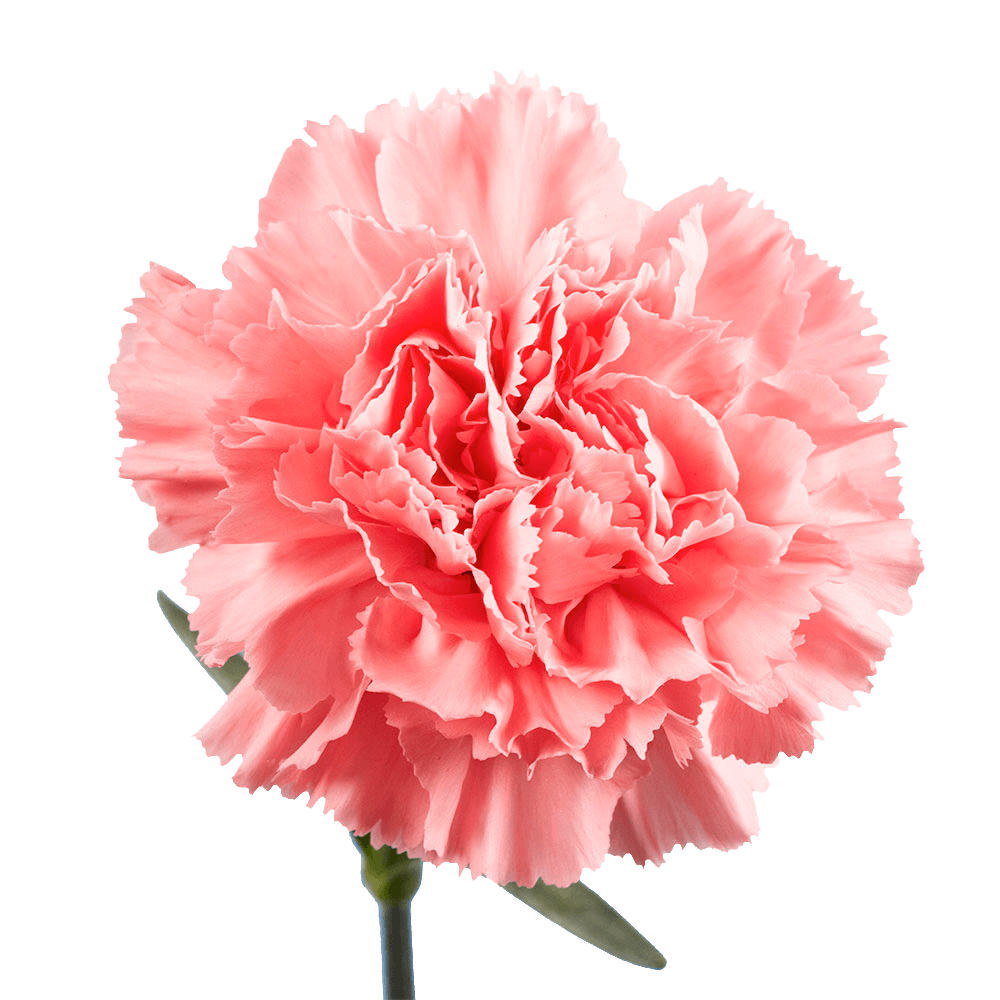 Pink Carnations – Elegant Fresh Cut Flower Bouquets