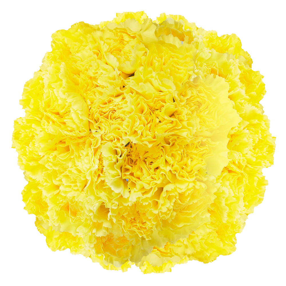 Yellow Carnations – Bright Fresh Cut Flower Bouquets