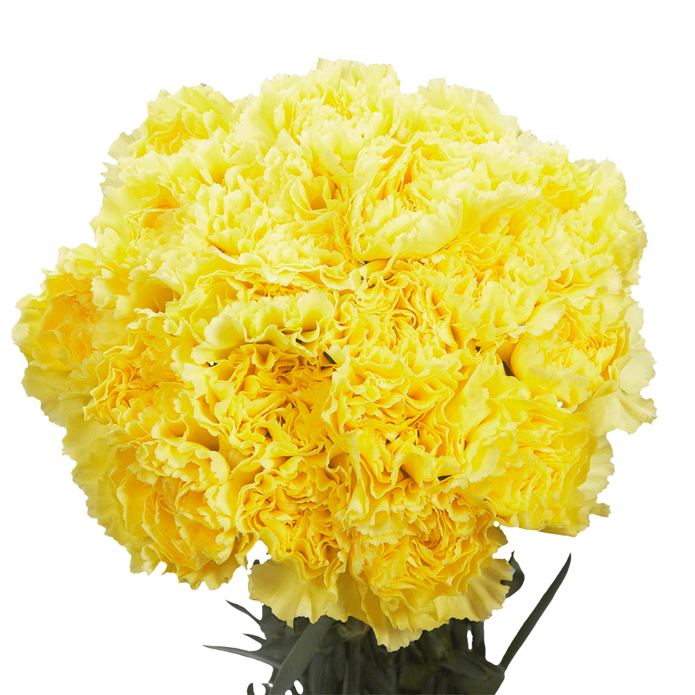 Yellow Carnations – Bright Fresh Cut Flower Bouquets