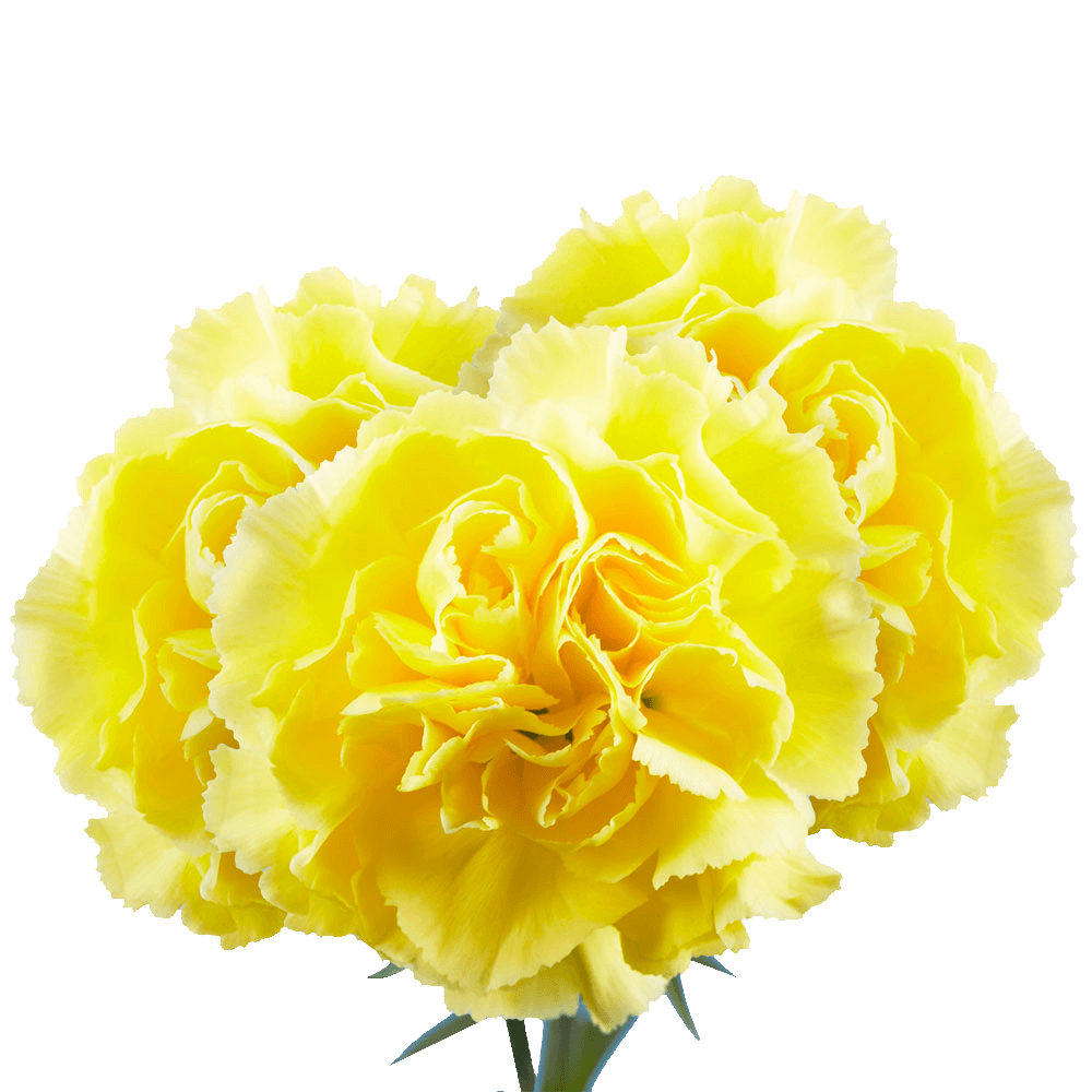 Yellow Carnations – Bright Fresh Cut Flower Bouquets