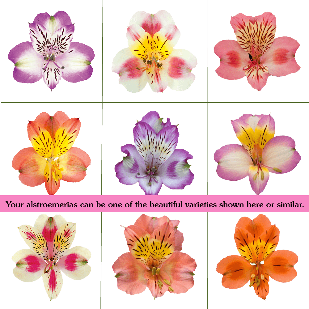Assorted Bi-Color Alstroemeria Stems Flower Bouquets