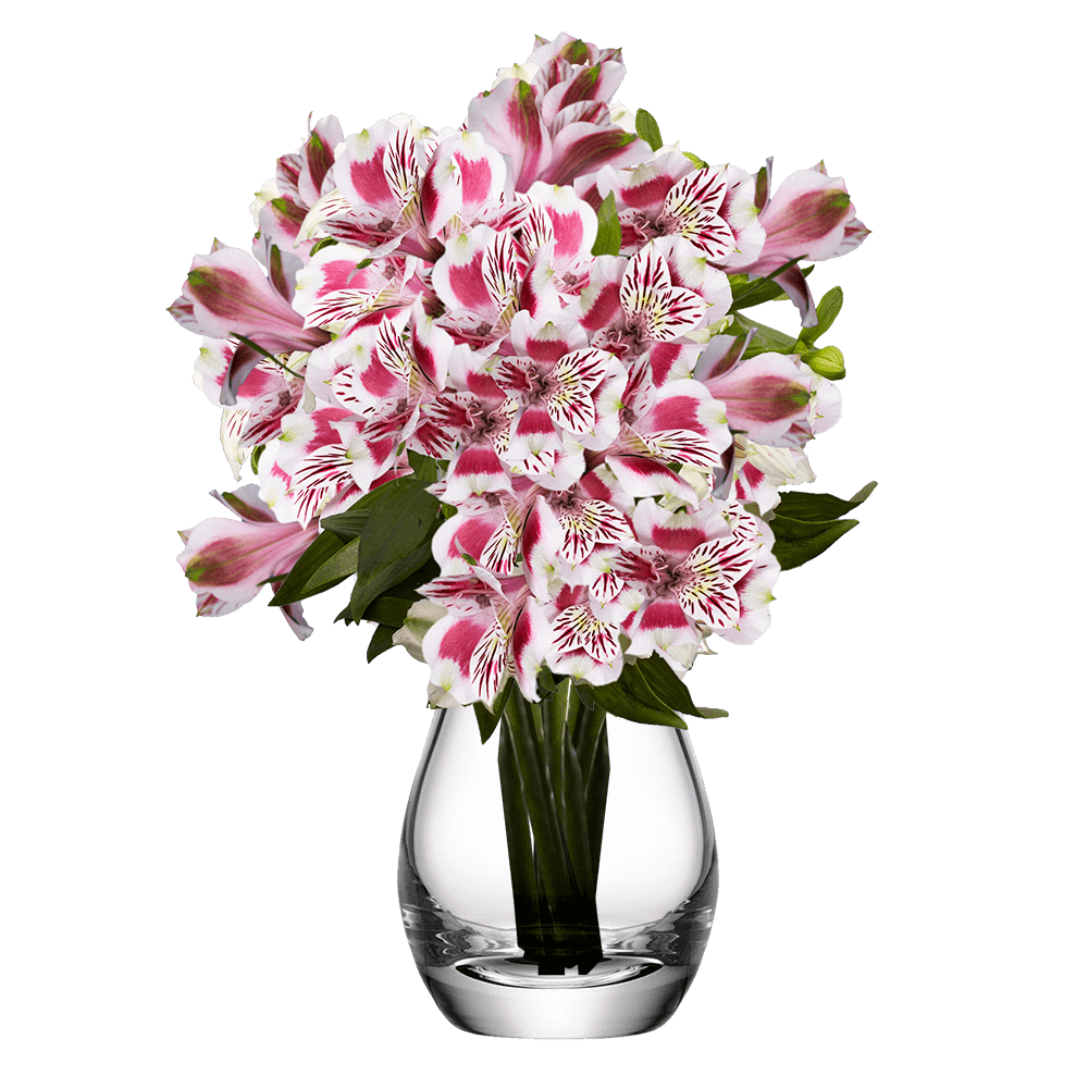 Assorted Bi-Color Alstroemeria Stems Flower Bouquets