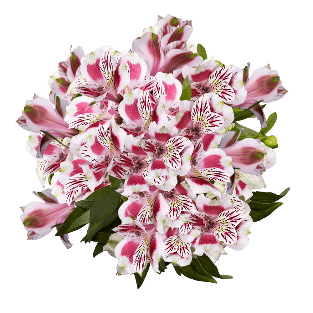 Assorted Bi-Color Alstroemeria Stems Flower Bouquets