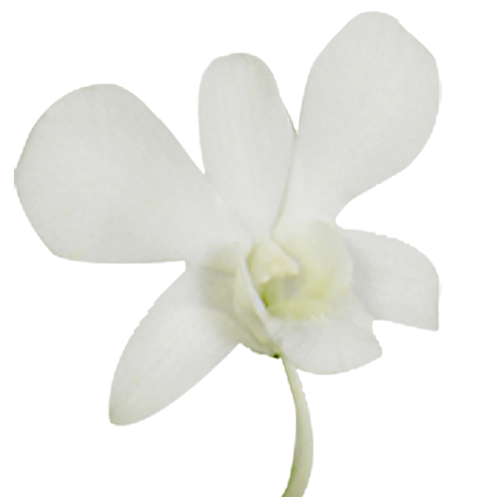 Big White Orchids Bunches – Fresh Cut Flowers