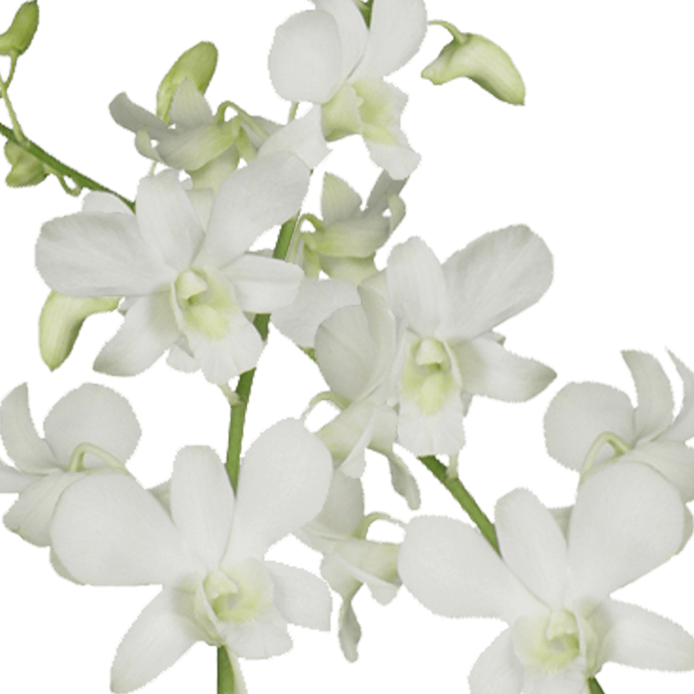 Big White Orchids Bunches – Fresh Cut Flowers