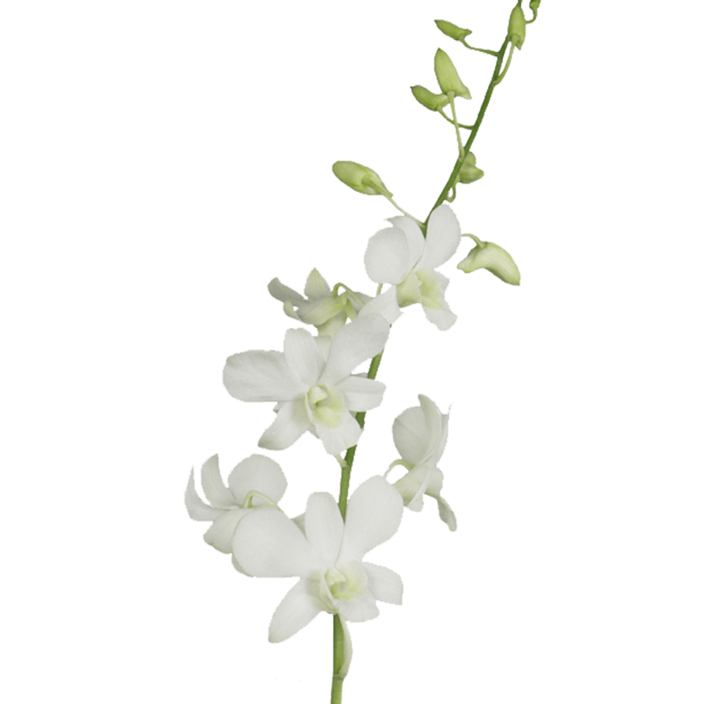 Big White Orchids Bunches – Fresh Cut Flowers
