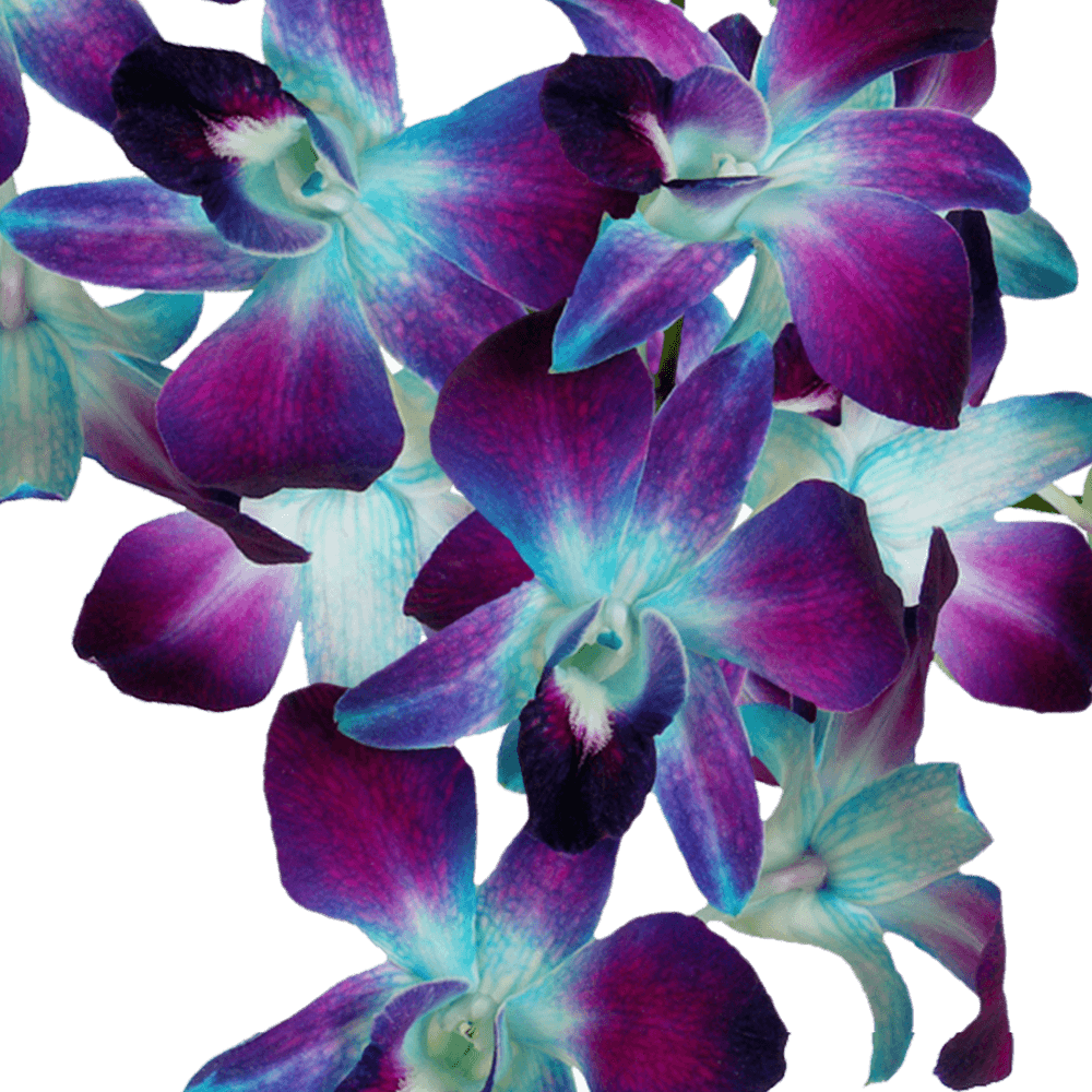 Blue Sonia Orchids Bunches – Fresh Cut Flowers