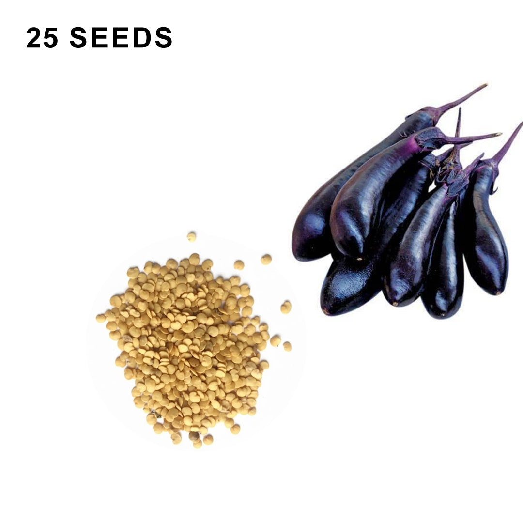 Millionaire Eggplant Seeds High Yield Japanese Eggplant Variety for Home Gardens
