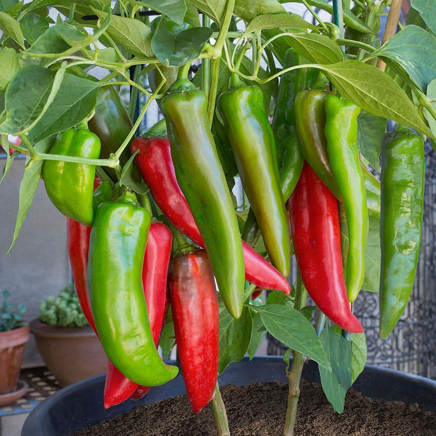 Anaheim Peppers