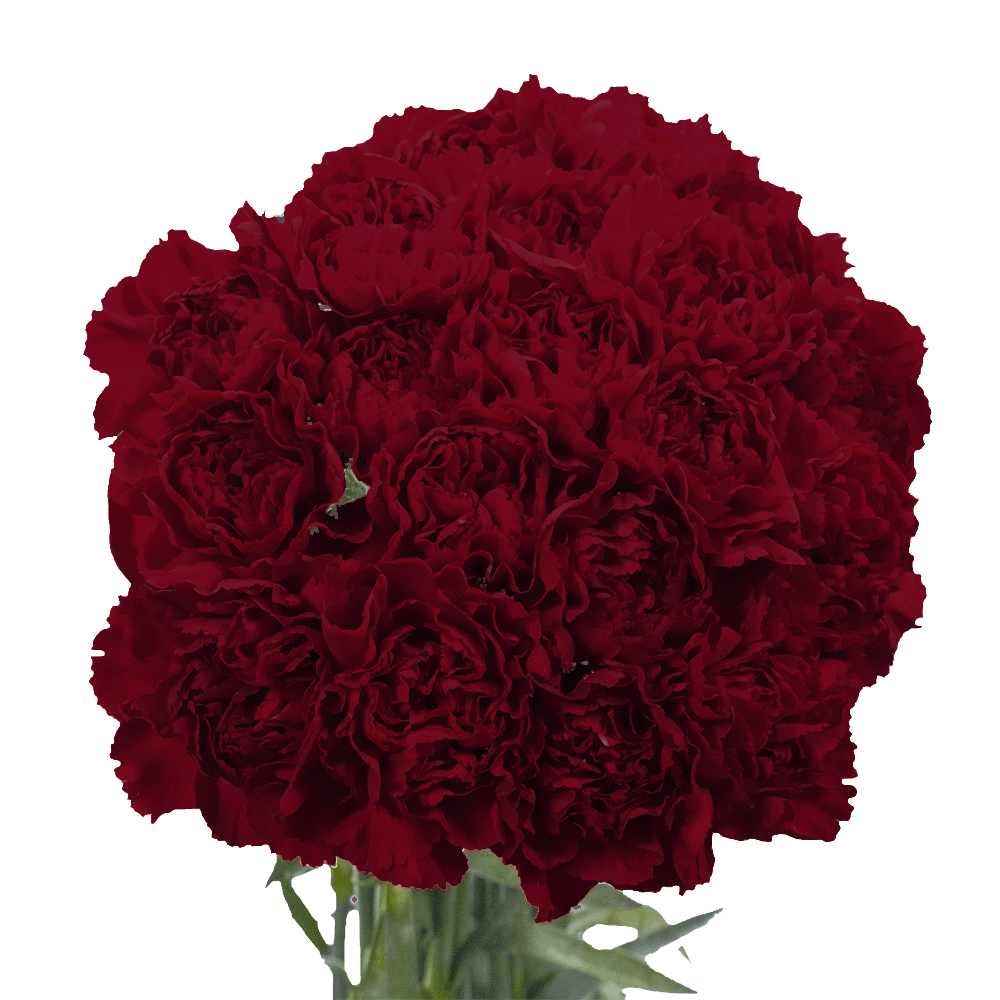 Burgundy Carnations – Fresh Flower Bouquets