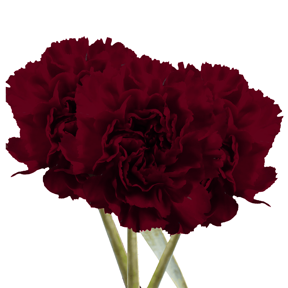 Burgundy Carnations – Fresh Flower Bouquets