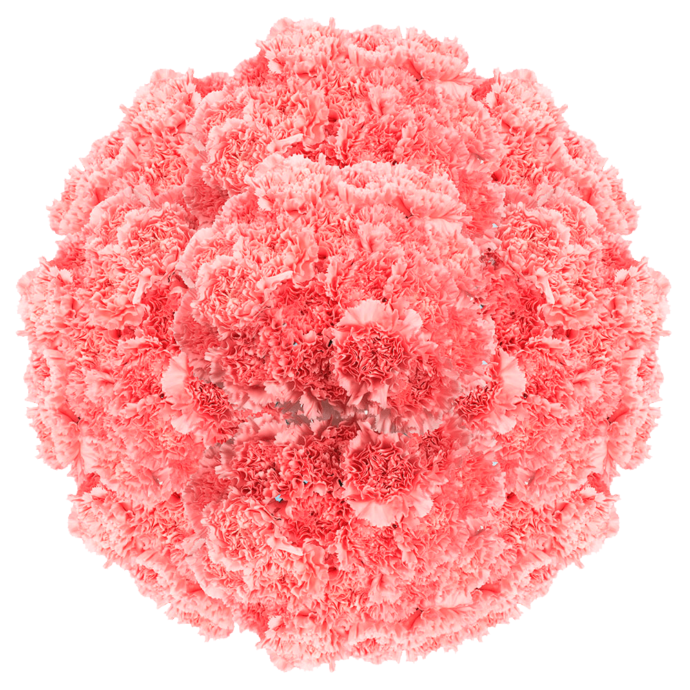 Pink Carnations Bunches – Fresh Flower Bouquets