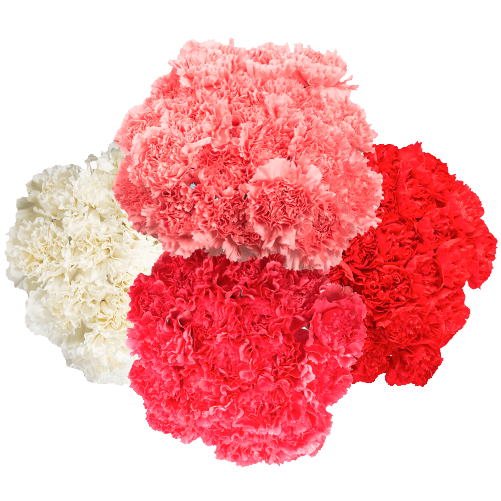 Valentine’s Day Carnation Stems – 400 Fresh Flower Bouquets