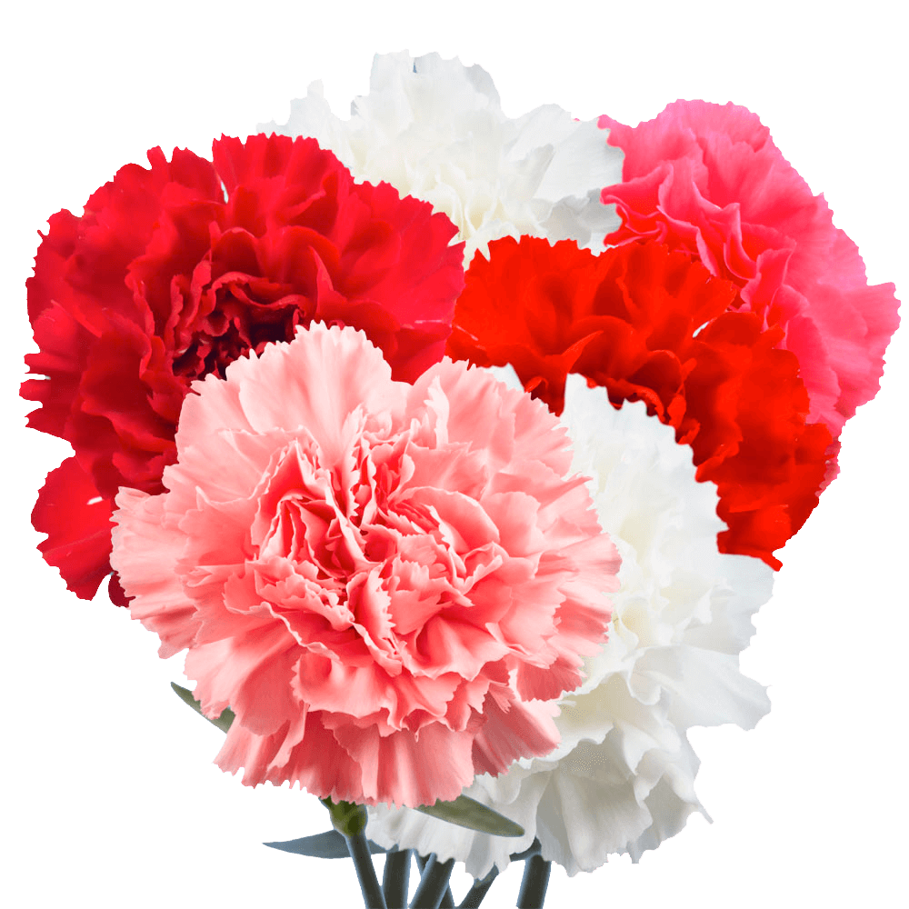 Valentine’s Day Carnation Stems – 400 Fresh Flower Bouquets