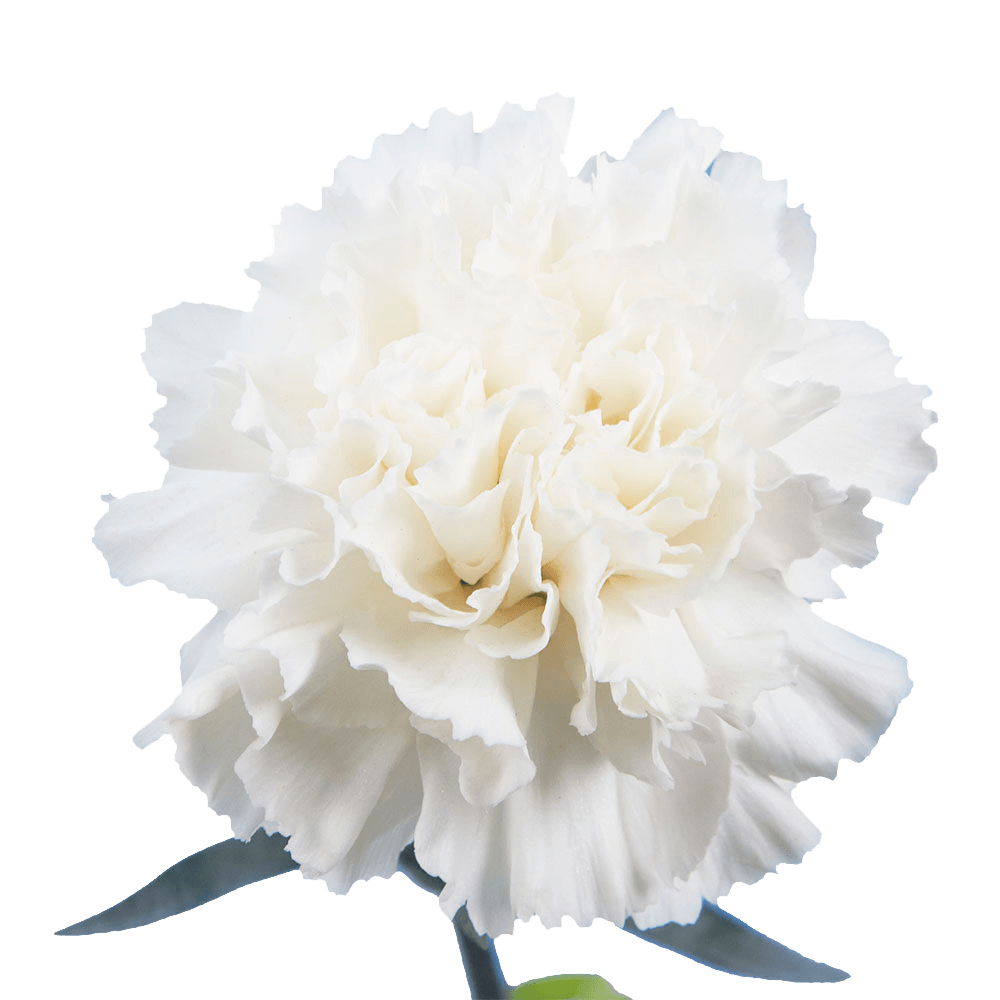 White Carnations – Fresh Flower Bouquets
