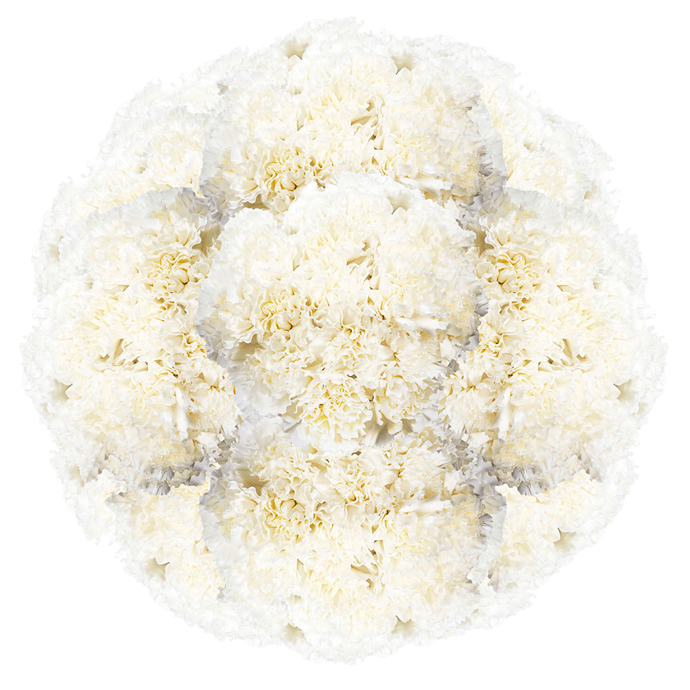 White Carnations – Fresh Flower Bouquets