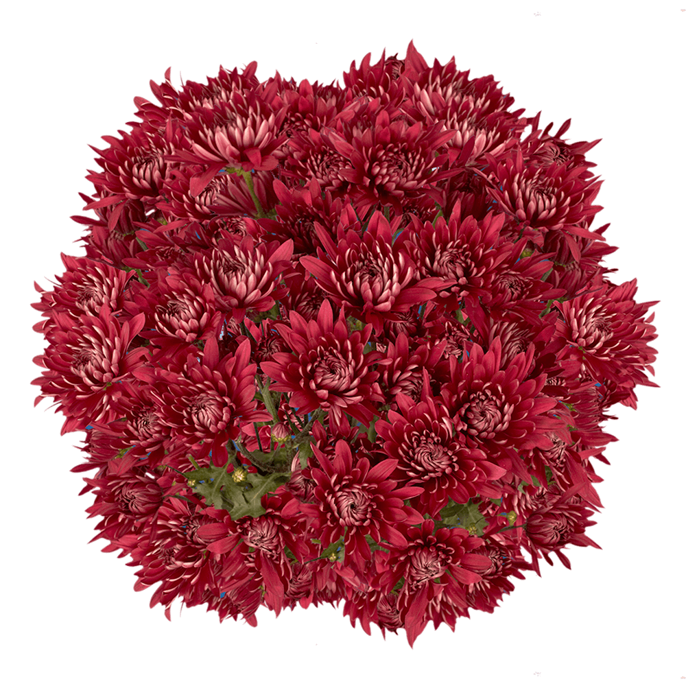 Burgundy Cushion Pom Poms Bunches – Fresh Cut Flowers