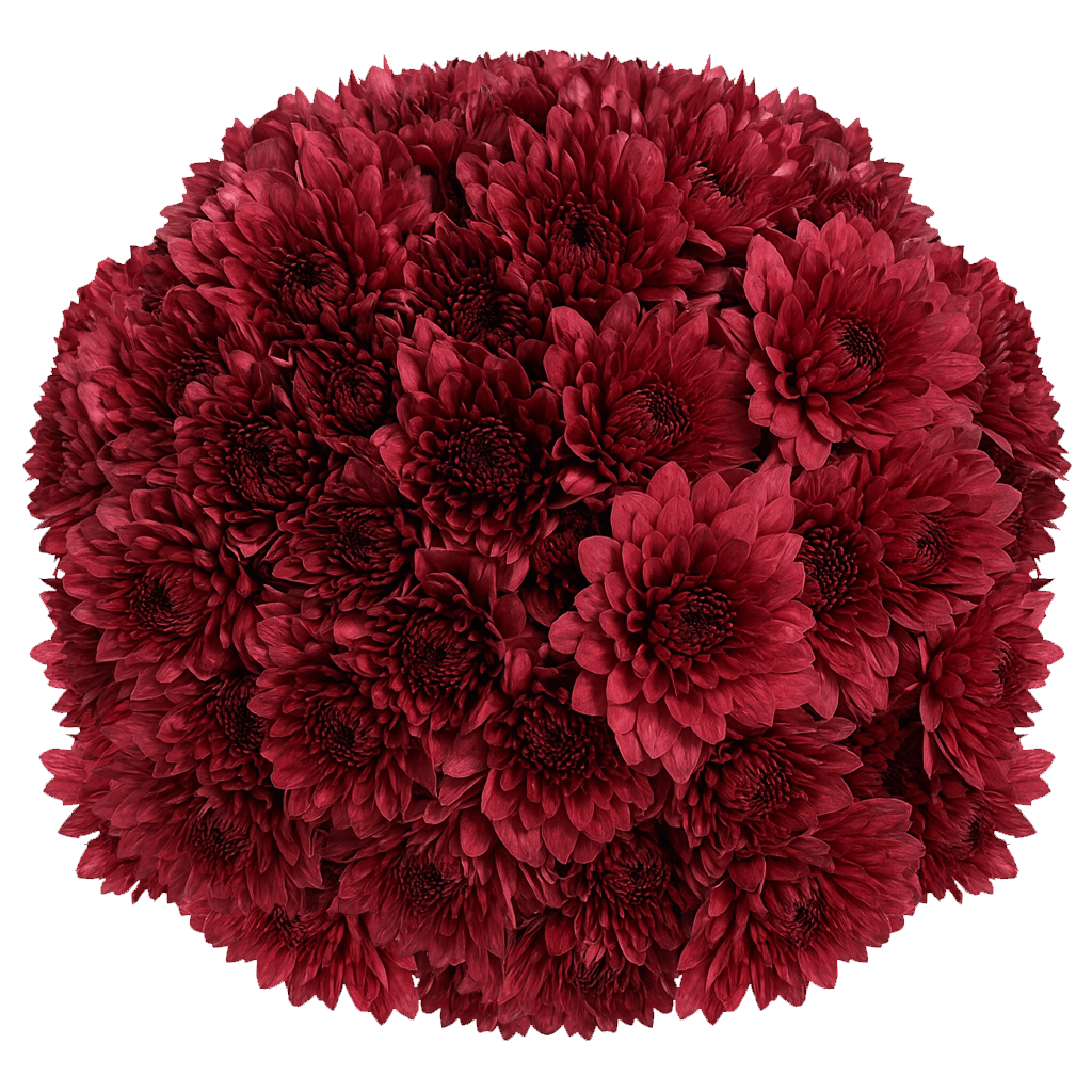 Burgundy Cushion Pom Poms Bunches – Fresh Cut Flowers