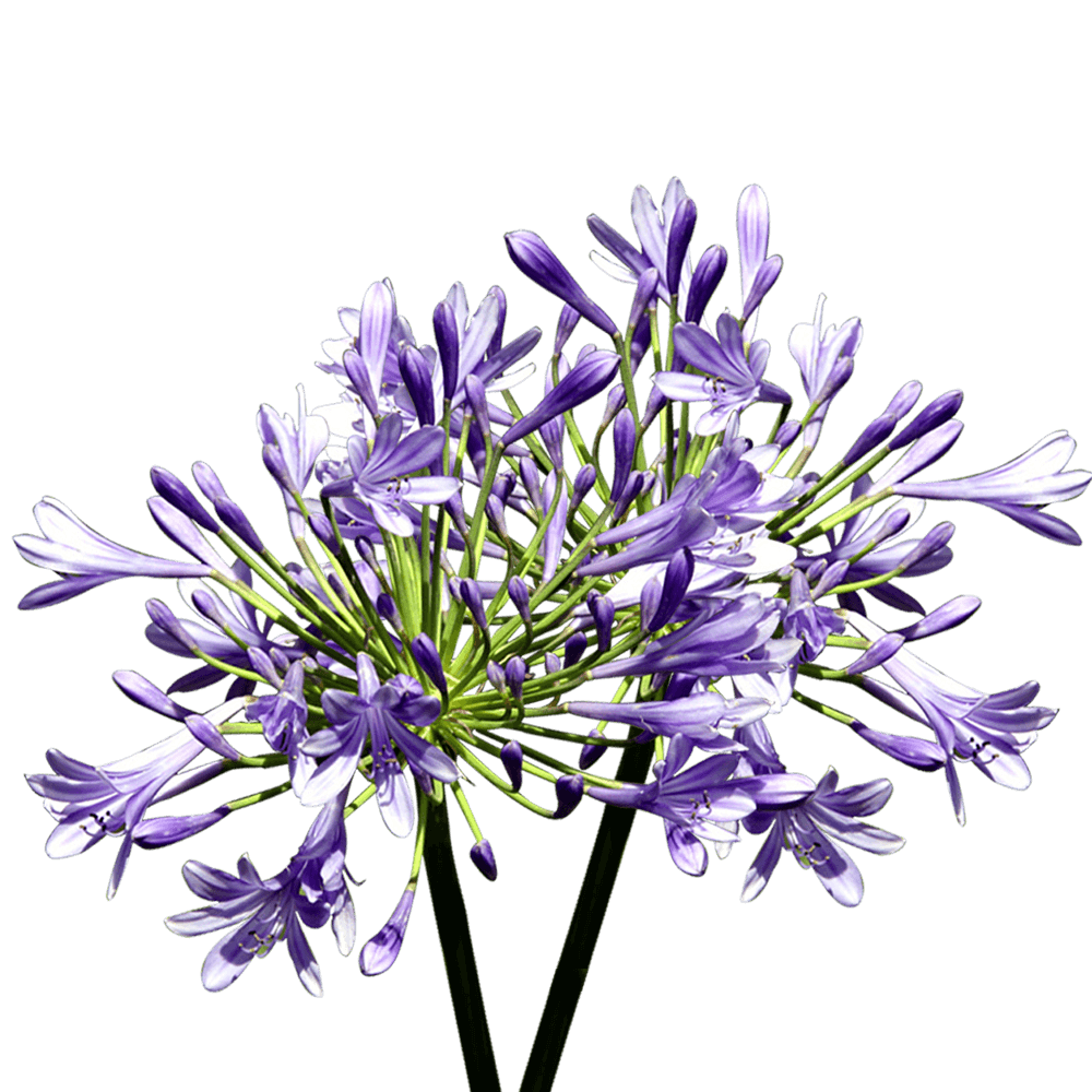Blue Agapanthus Flowers for Events and Decor