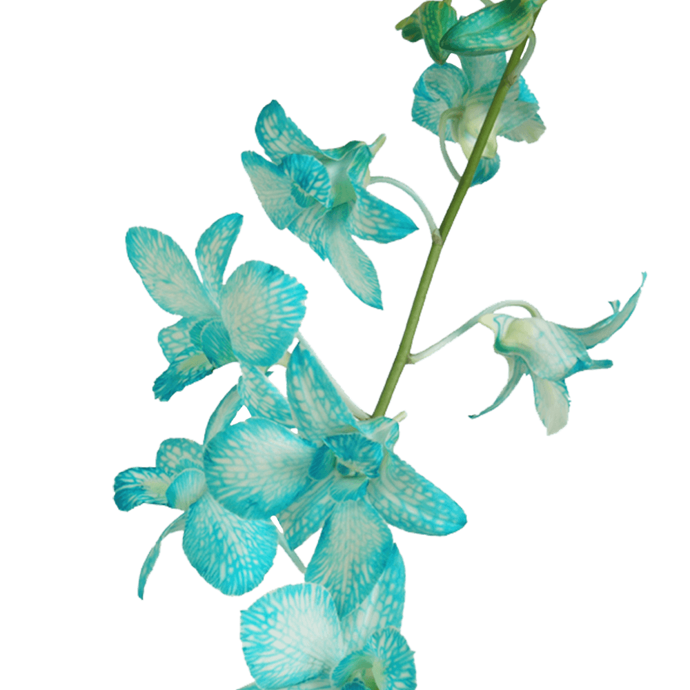 Blue Big White Orchids Bunches – Fresh Cut Flowers