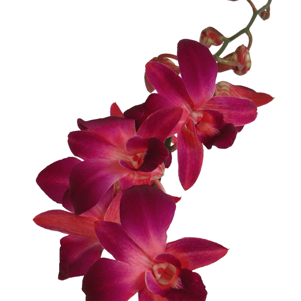 Purple and Red Sonia Orchids Bunches – Fresh Cut Flowers