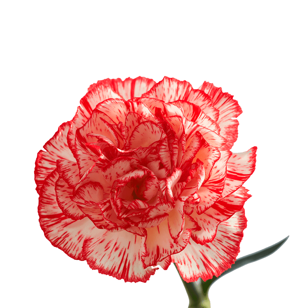 Peppermint Carnations – Festive Bi-Color Fresh Flower Bouquets