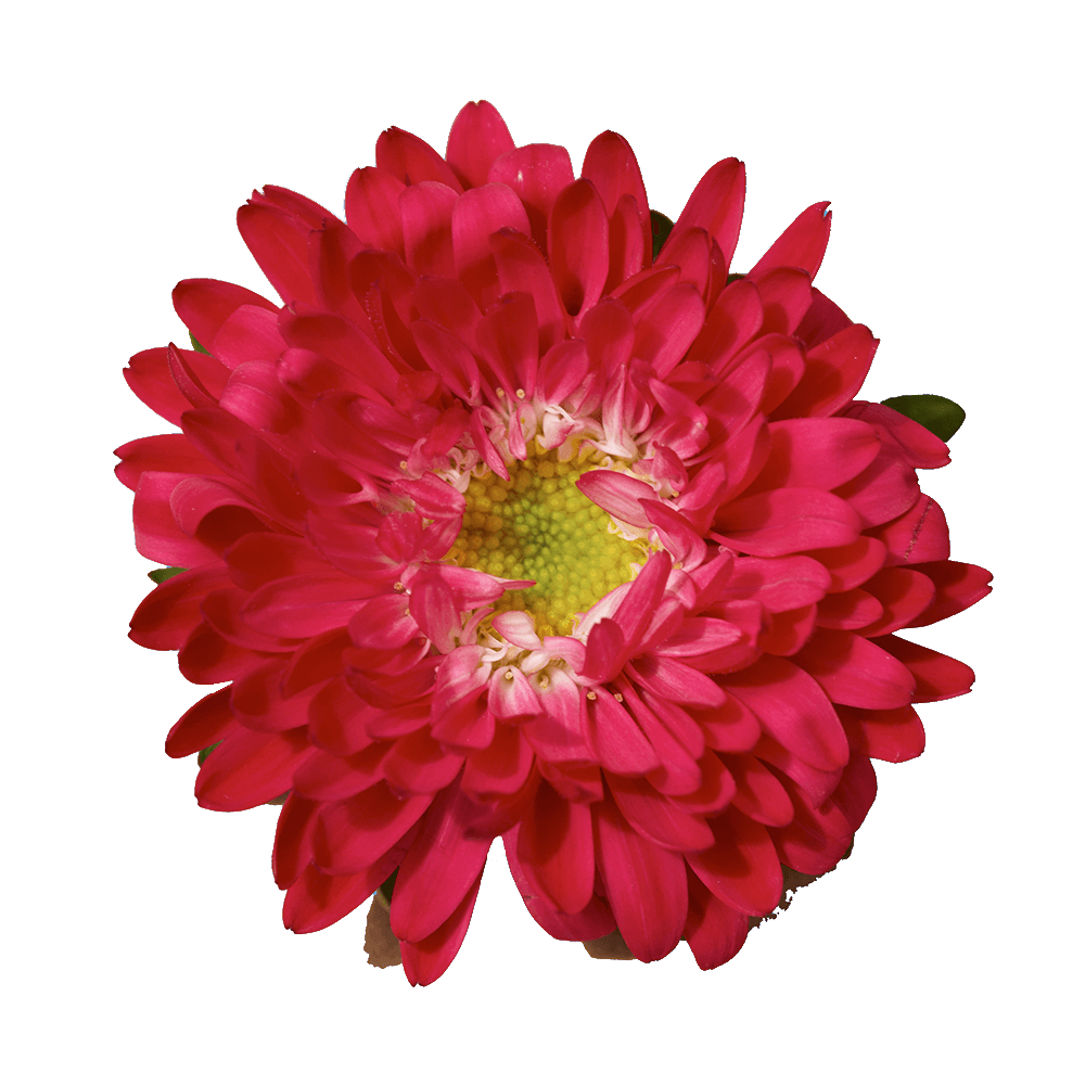 Red Aster Matsumoto Flowers Fresh Cut Wholesale Daisy Blooms Bulk 100 Stems