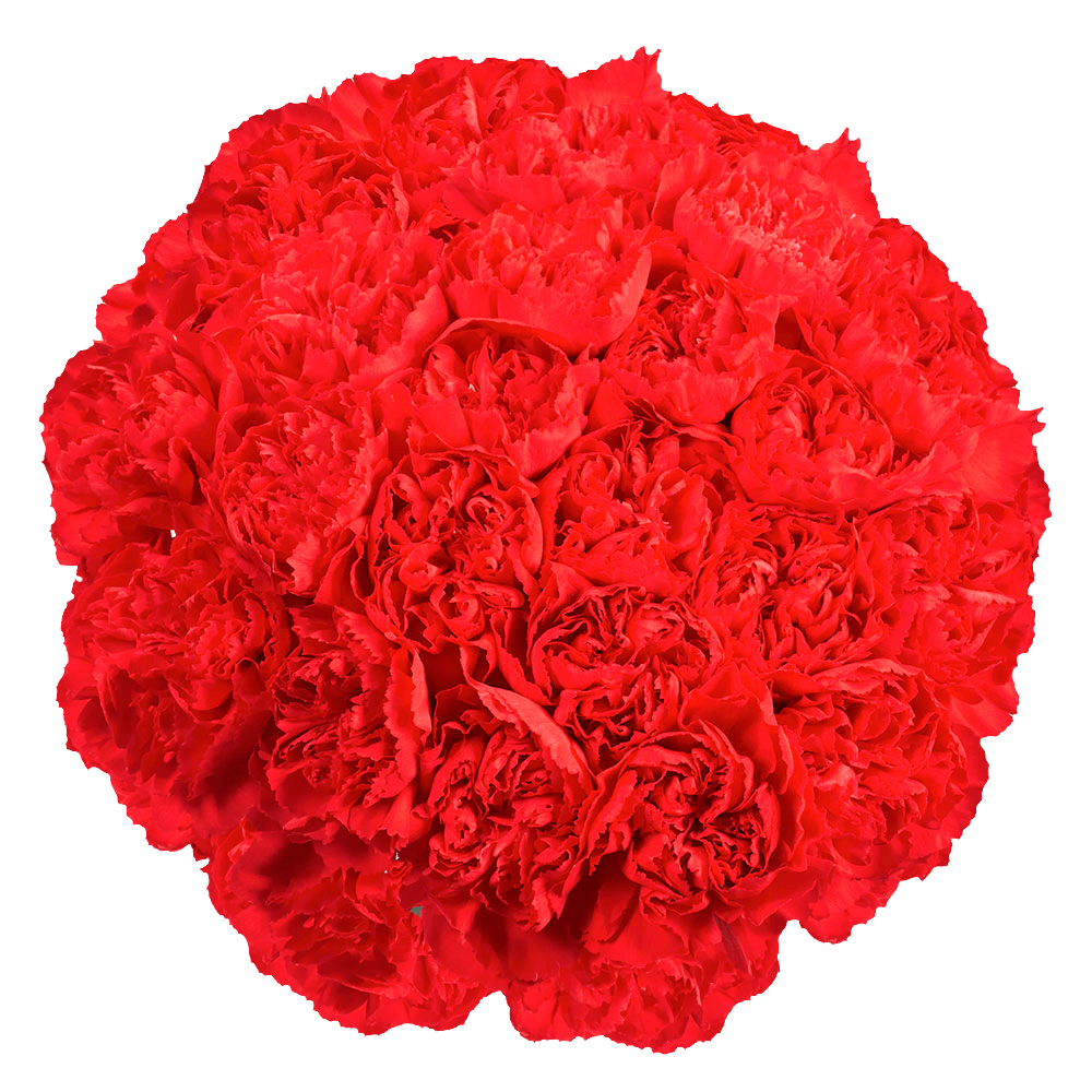 Red Carnations – Premium Fresh Cut Flower Bouquets