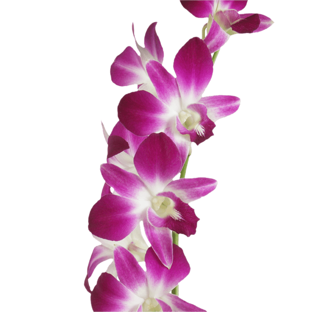 Sonia Orchids Burgundy and White Bunches – Fresh Cut Flowers