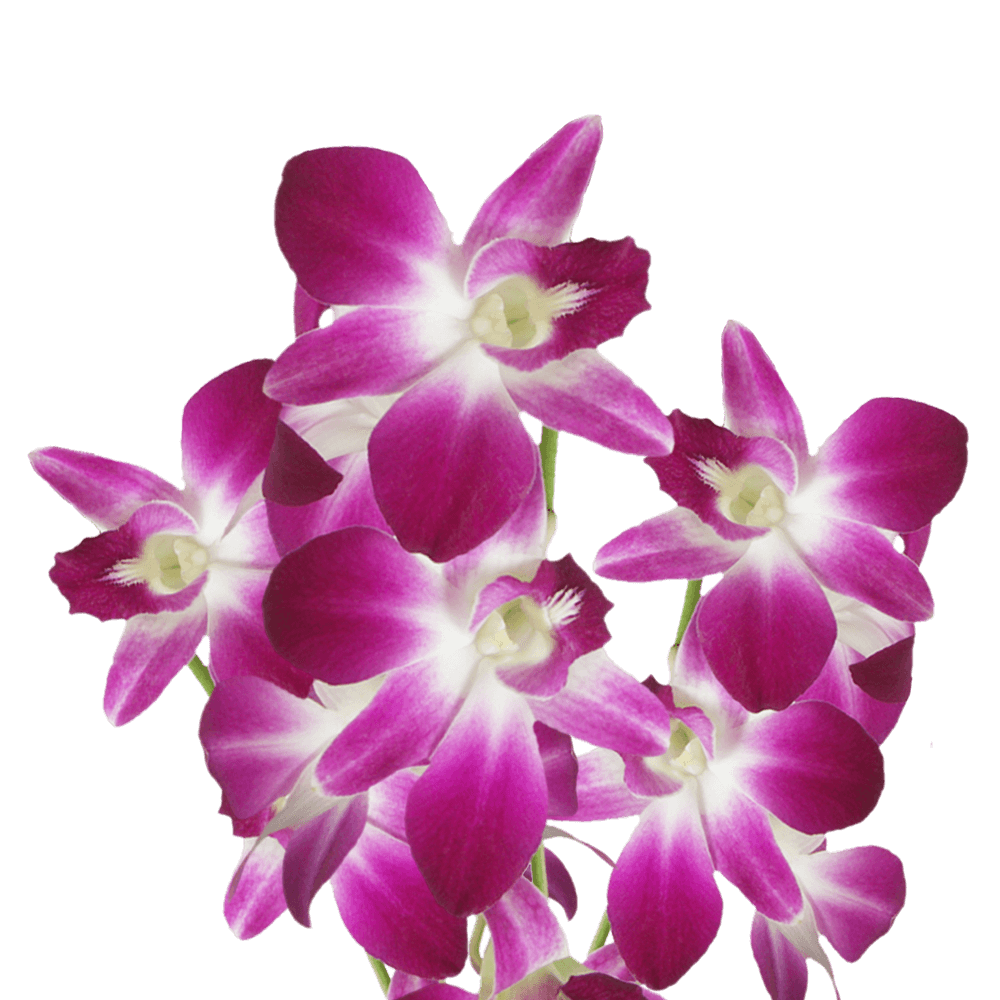 Sonia Orchids Burgundy and White Bunches – Fresh Cut Flowers