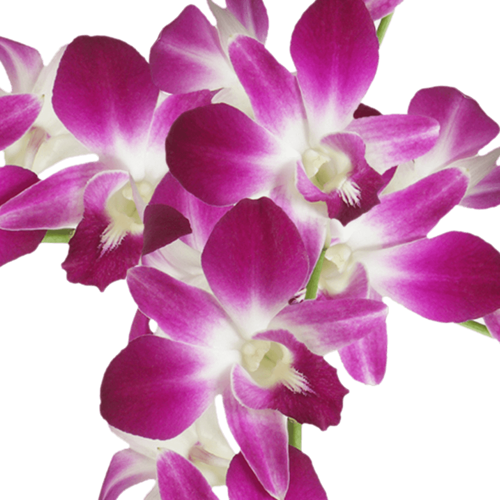 Sonia Orchids Burgundy and White Bunches – Fresh Cut Flowers
