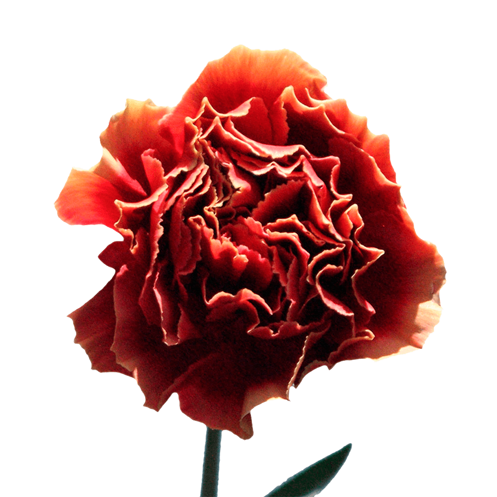 Bi-Color Carnations Fresh Flower Bouquets