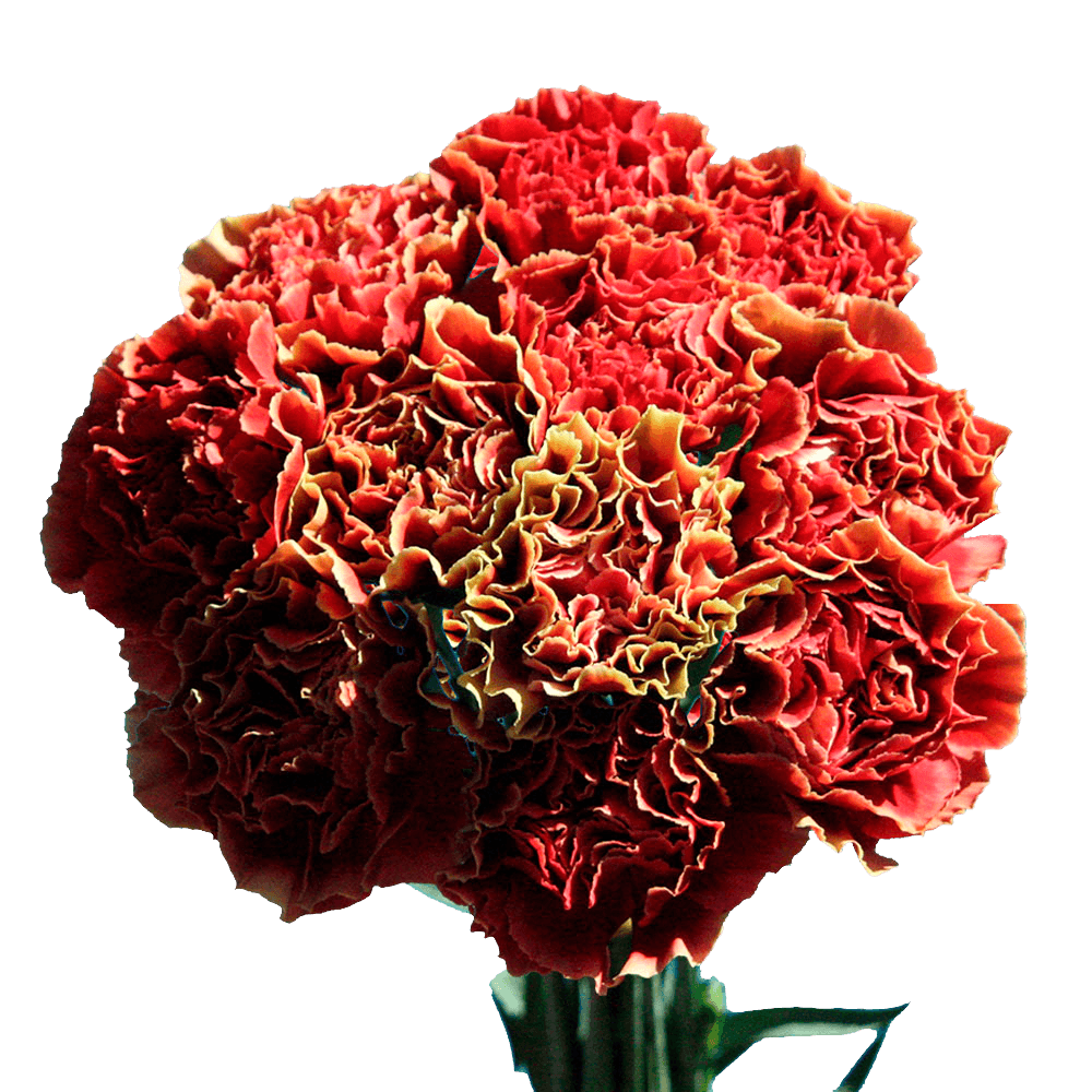 Bi-Color Carnations Fresh Flower Bouquets