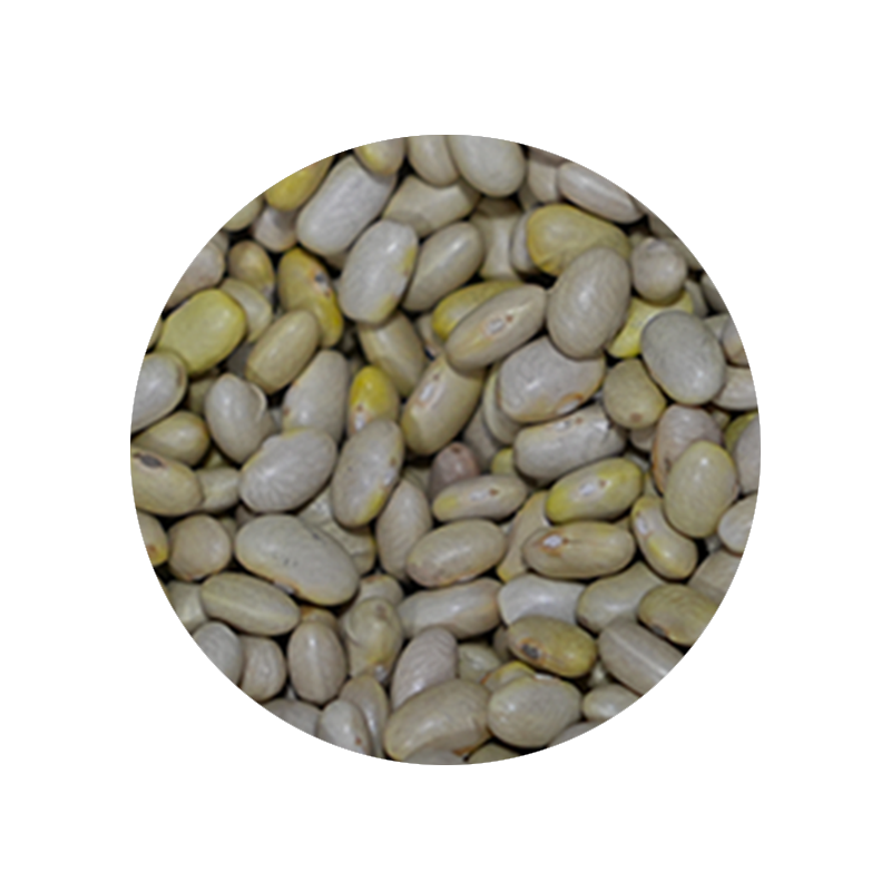 Bulk Foods - Mayo Coba Beans - Bulk Bin 1616 (25 pounds)