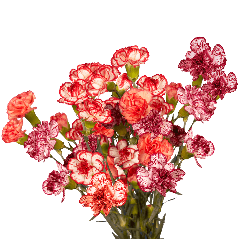 Bi-Color Spray Carnations – Fresh Flower Bouquets