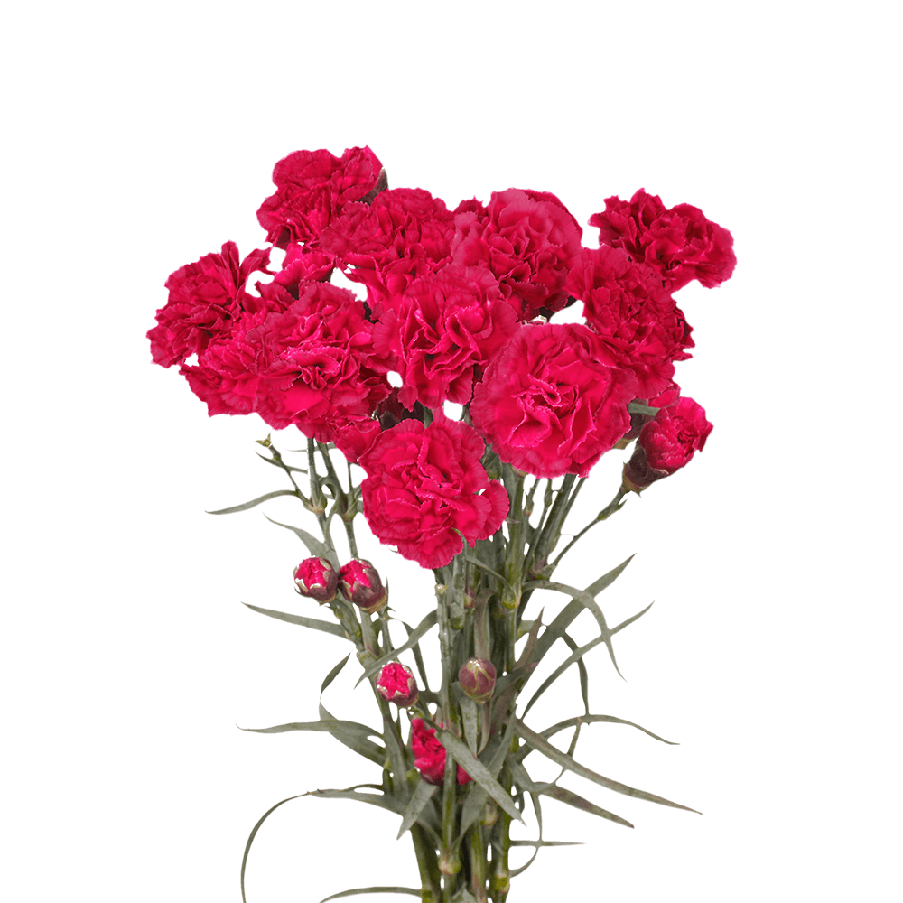 Hot Pink Spray Carnations – Fresh Flower Bouquets