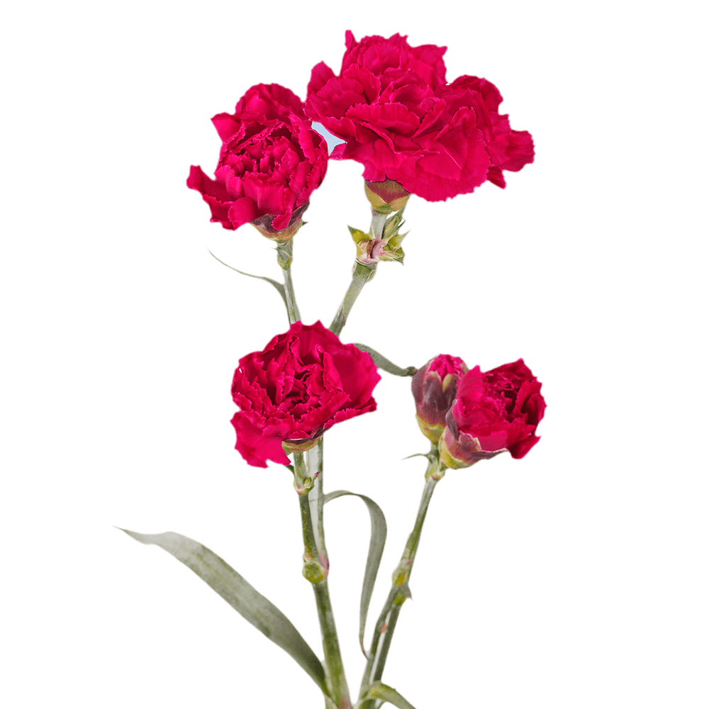 Hot Pink Spray Carnations – Fresh Flower Bouquets