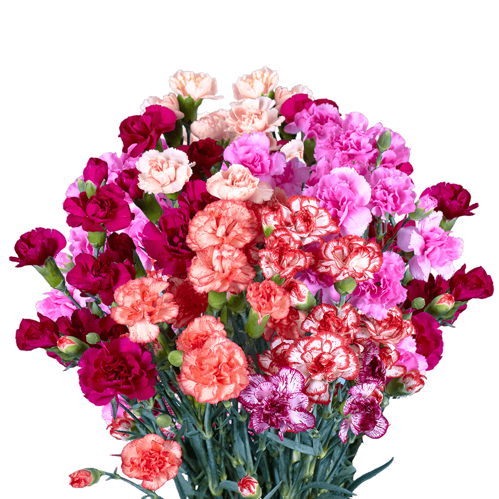 Novelty Color Spray Carnations – Fresh Cut Flower Stems