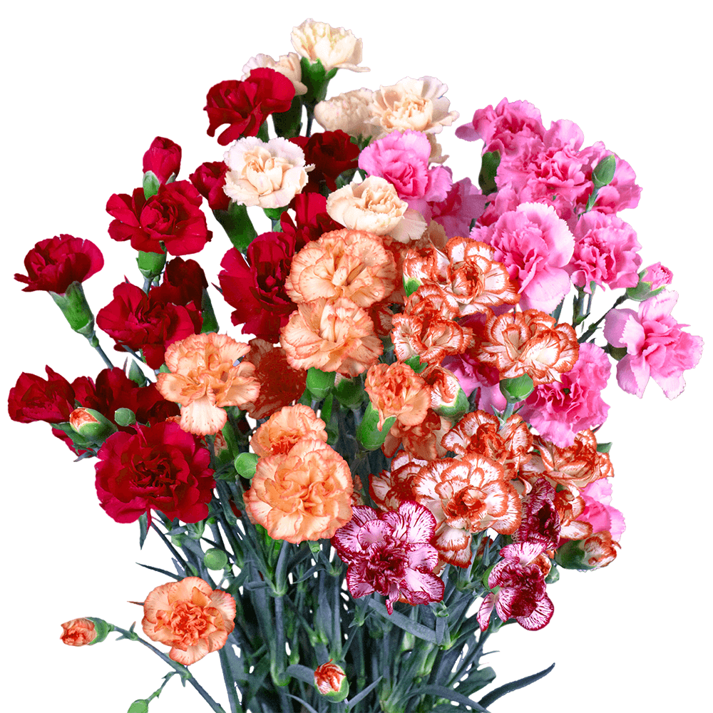 Novelty Color Spray Carnations – Fresh Cut Flower Stems