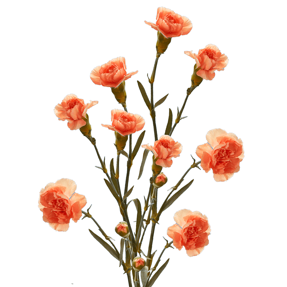 Orange Spray Carnations Bunches – Fresh Cut Flowers