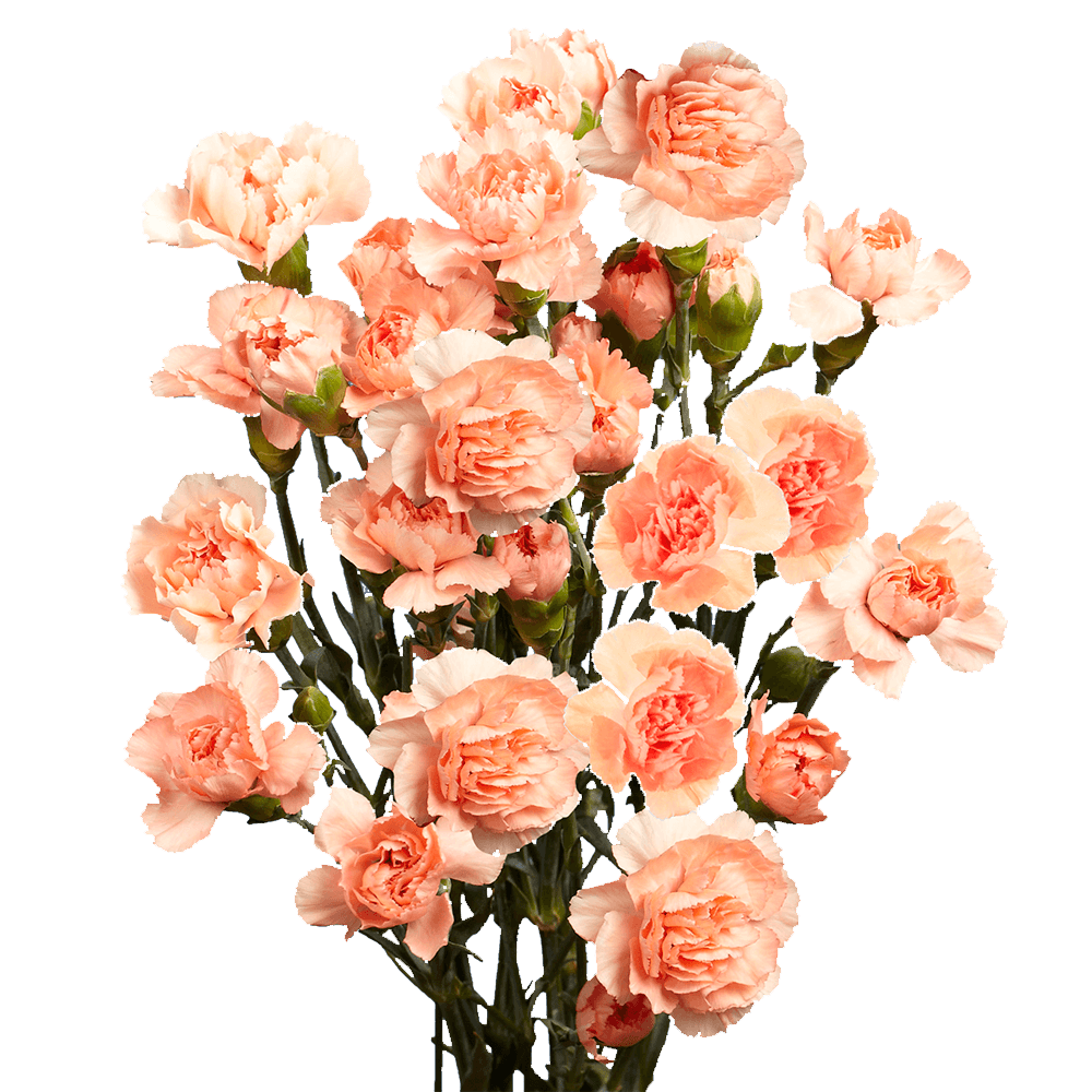 Orange Spray Carnations Bunches – Fresh Cut Flowers
