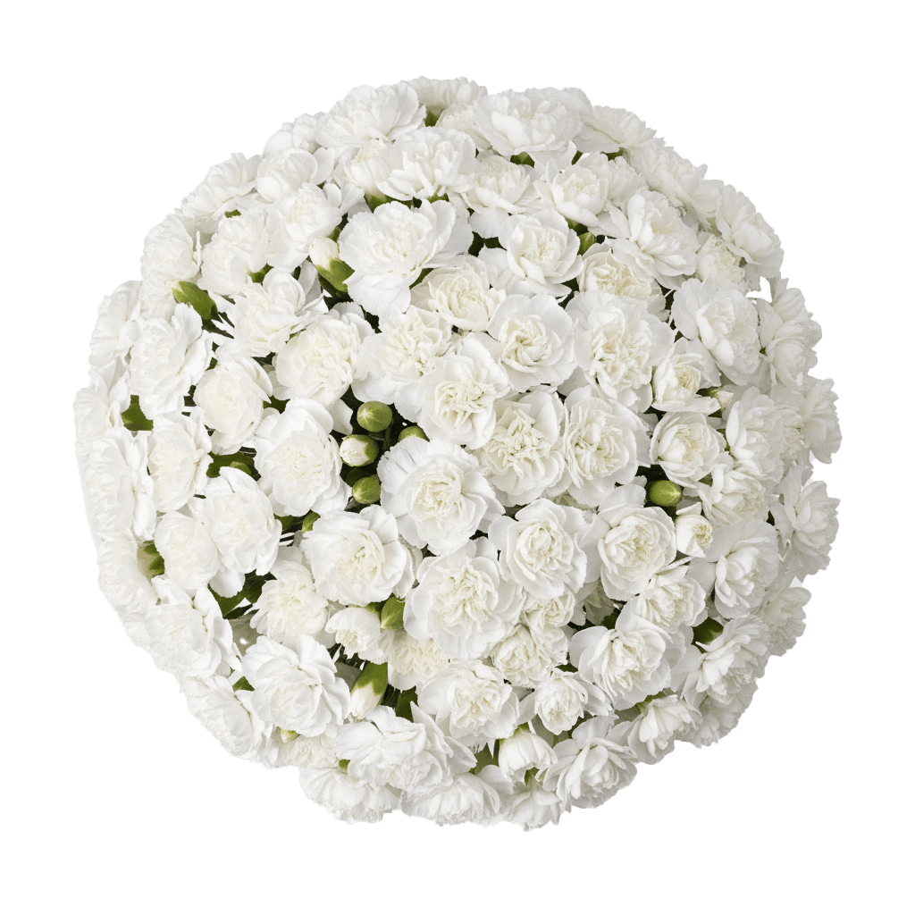White Spray Carnations Bunches – Fresh Cut Flowers