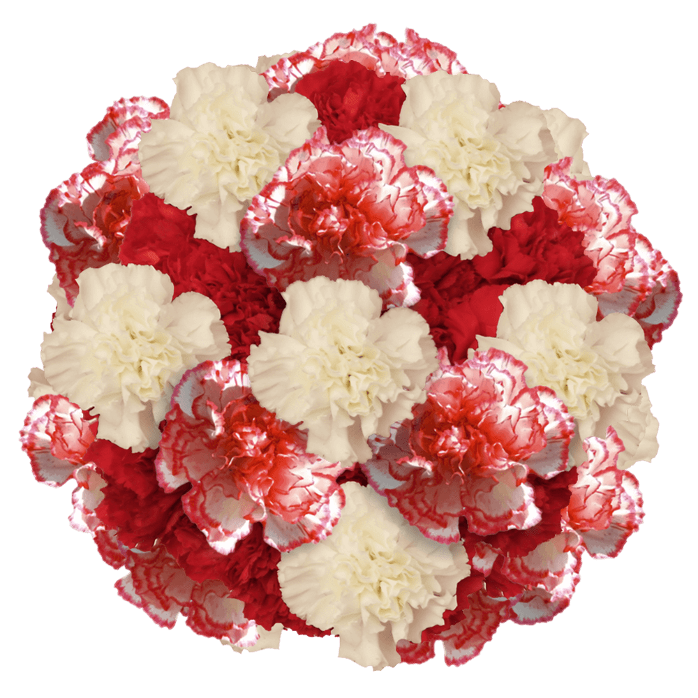 Christmas Carnations – Fresh Flower Bouquets