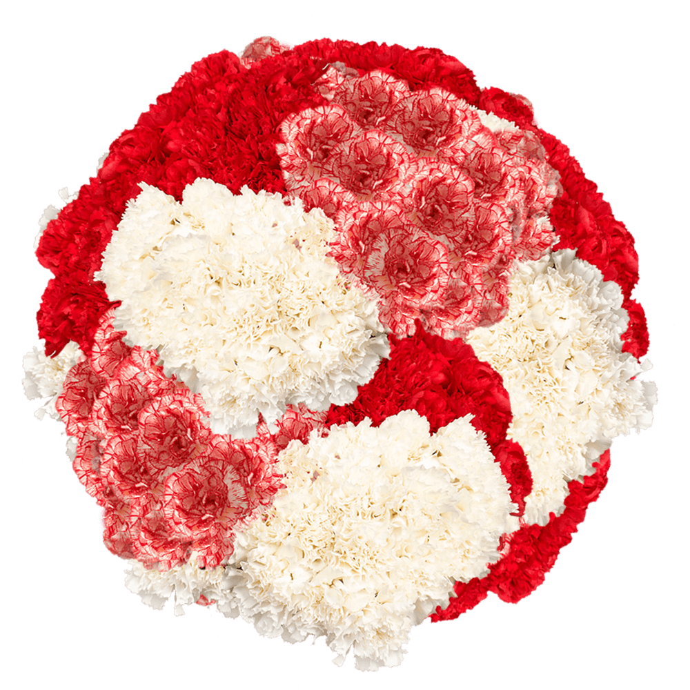 Christmas Carnations – Fresh Flower Bouquets