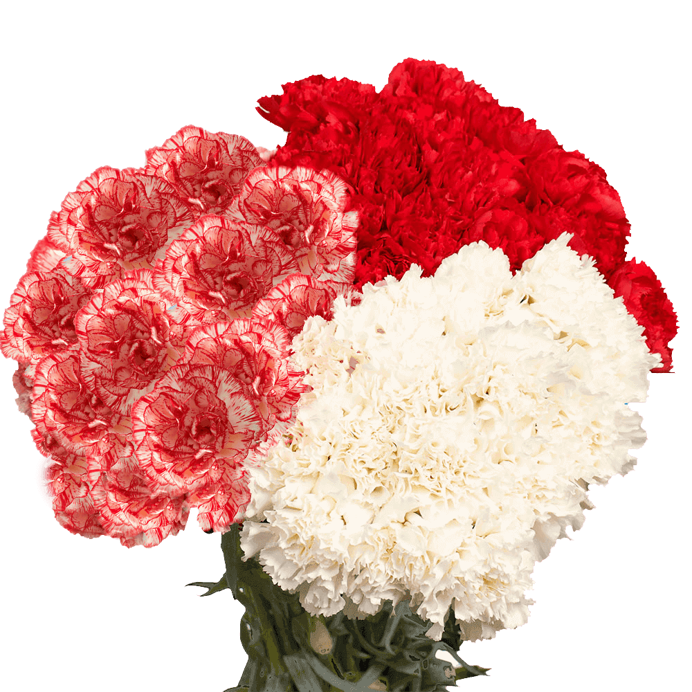 Christmas Carnations – Fresh Flower Bouquets