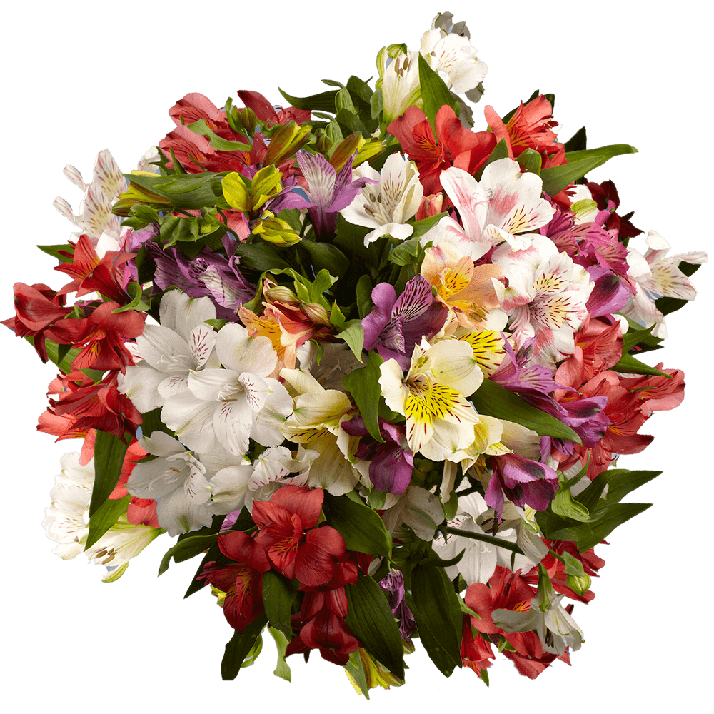 Alstroemeria Mix & Match Stems – Fresh Cut Flower Bouquets
