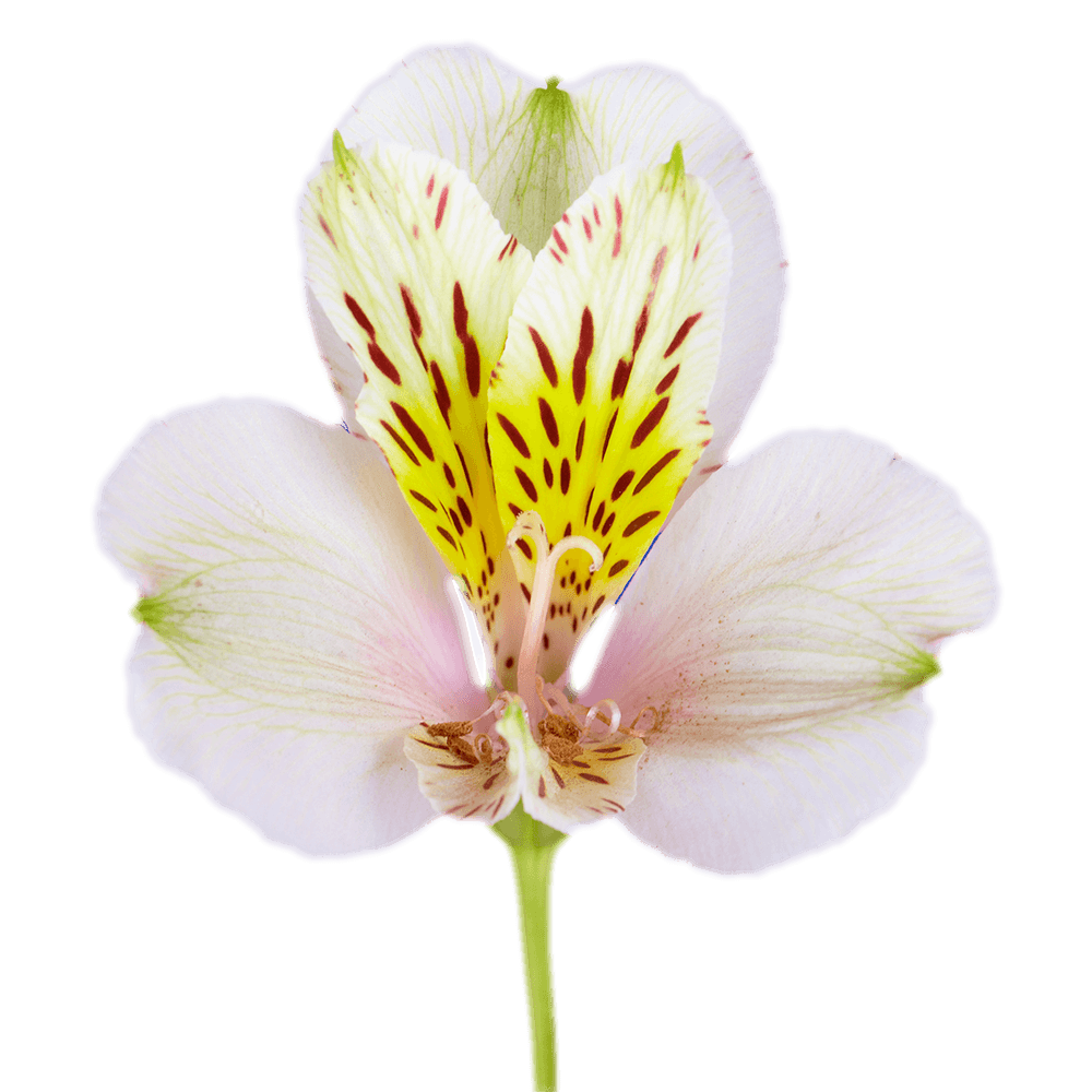 Creme Alstroemeria Stems Flower Bouquets